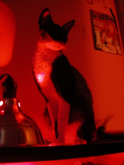 The snake watcher