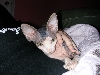 Xerxes