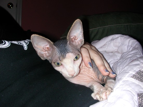 Xerxes