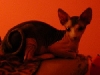 Xerxes
