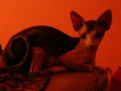 Xerxes