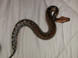 Magdalena