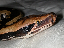 Magdalena Closeup
