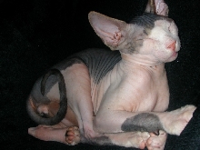 Xerxes asleep