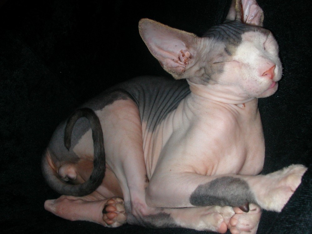 Xerxes asleep