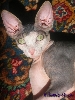 Xerxes headshot