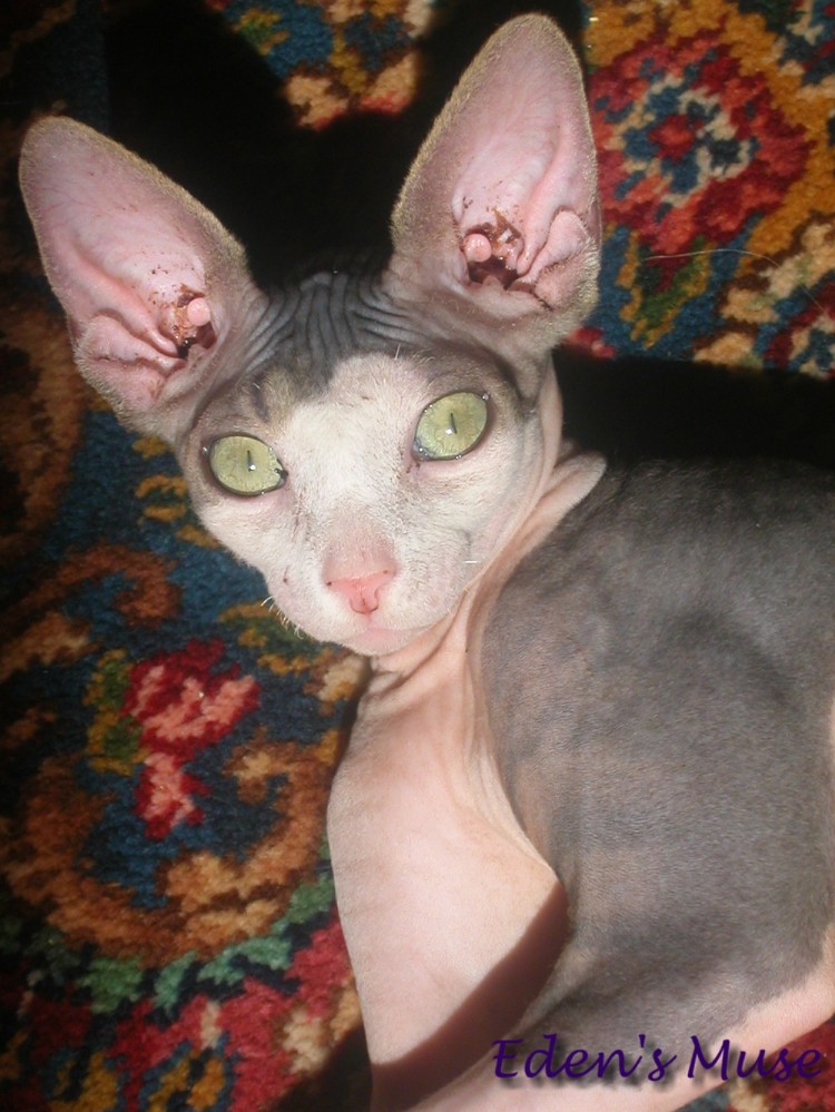 Xerxes headshot
