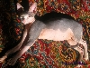 Xerxes