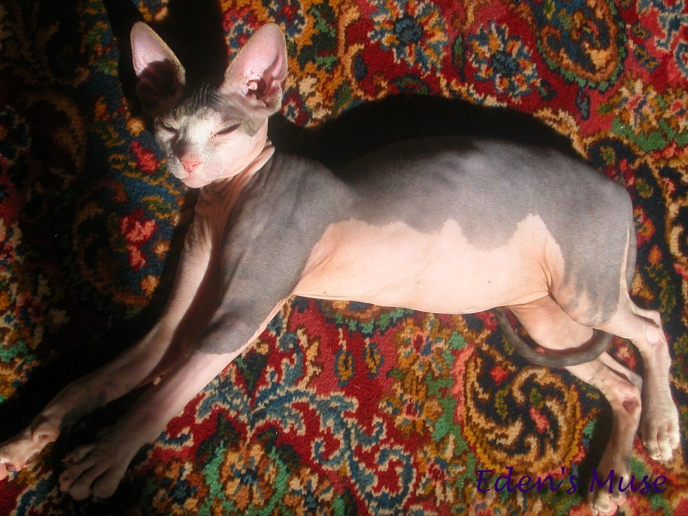 Xerxes