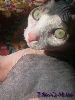 Xerxes close up