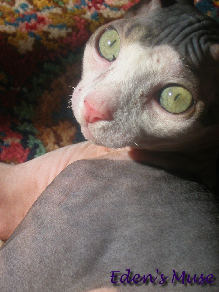 Xerxes close up