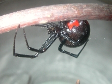 Black widow