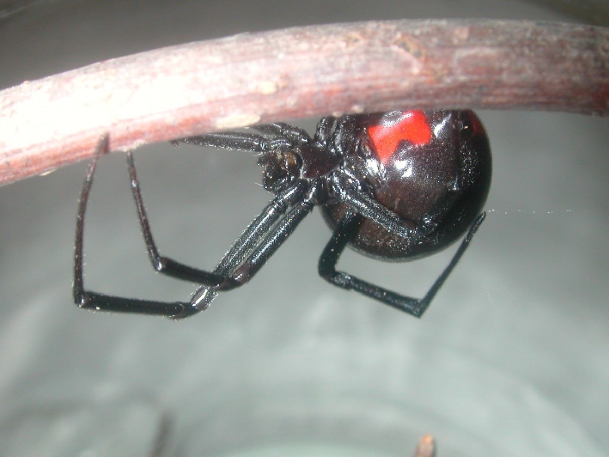 Black widow