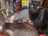 All three of my kittys