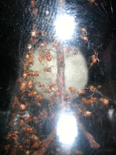 Black widow babies