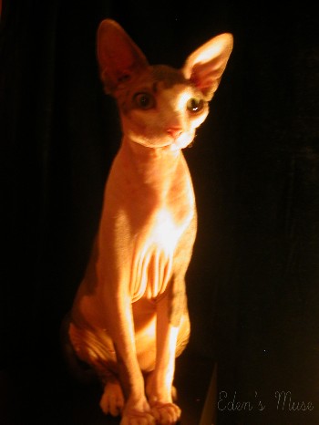 Xerxes