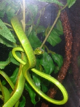 Asian vine snake