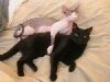 Spooning