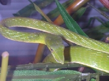 Vine snake