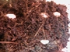 Mystery eggs