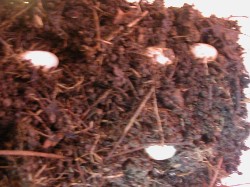 Mystery eggs