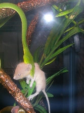 Asian vine snake eating