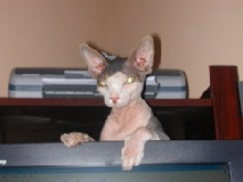 Hey Xerxes
