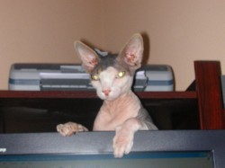 Hey Xerxes