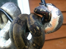 Closeup
