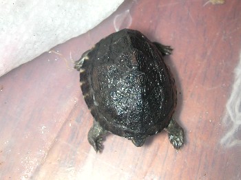 Hatchling Snapping turtle