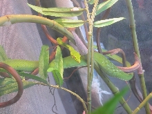 Gravid?