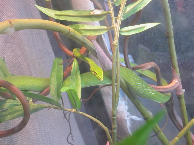 Gravid?