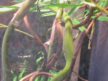 Gravid?