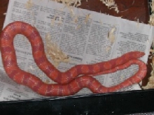 Rodney in shed