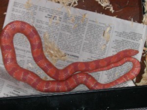 Rodney in shed