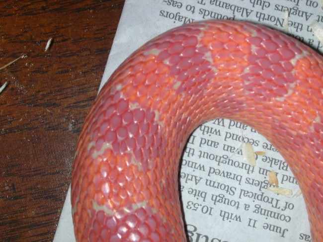 Rodney in shed closeup