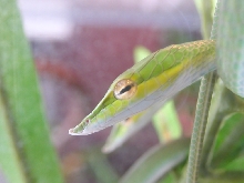 Closeup of baby