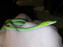 Another pic of a baby
