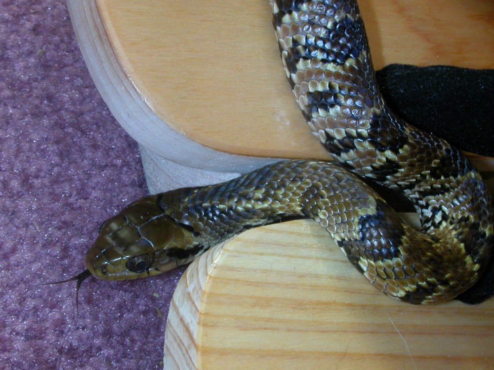 False water cobra