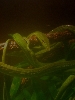 Female vine snake and baby