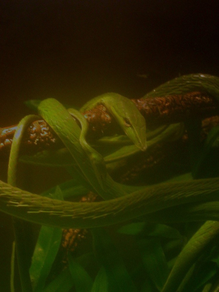 Female vine snake and baby