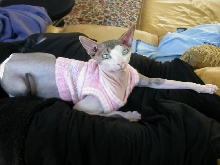 Pink sweater