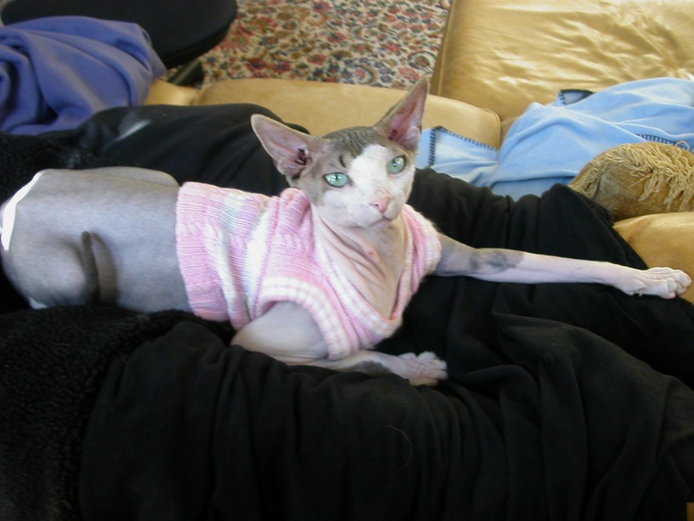 Pink sweater