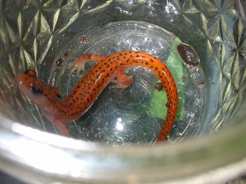 Salamander