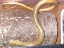 Legless lizard