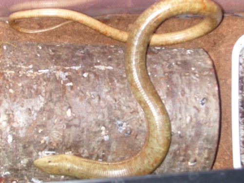 Legless lizard