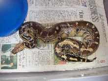 Borneo