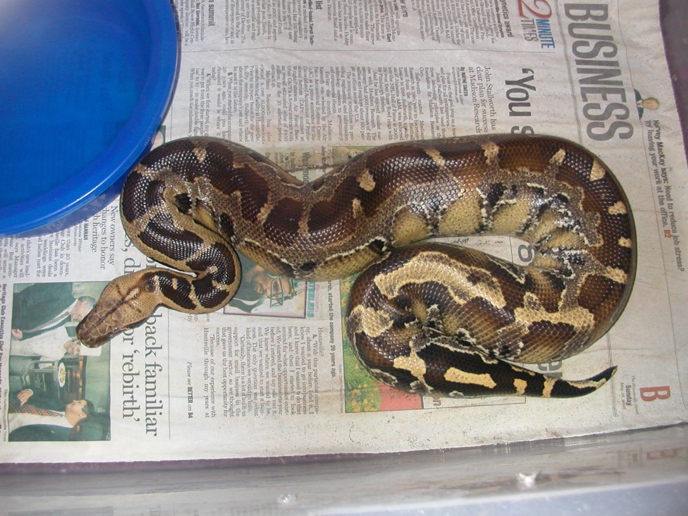 Borneo