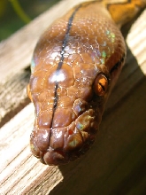 Closeup