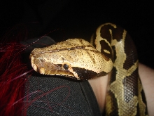Borneo face